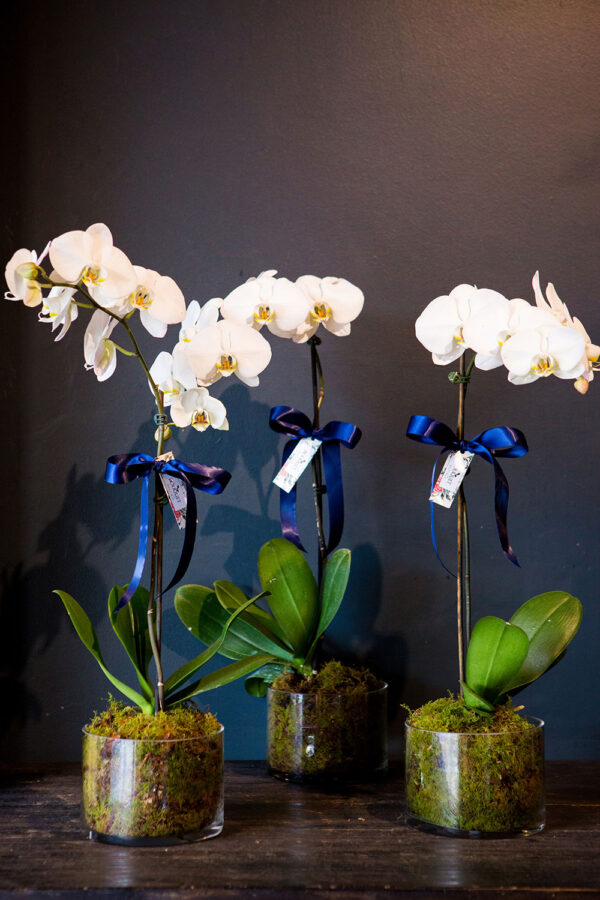 perfect & elegant potted orchids